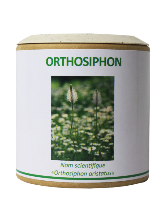 Orthosiphon