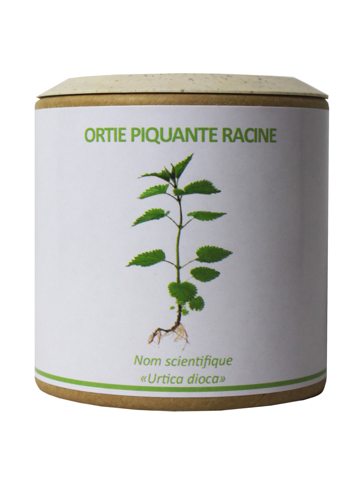 Ortie piquante racine