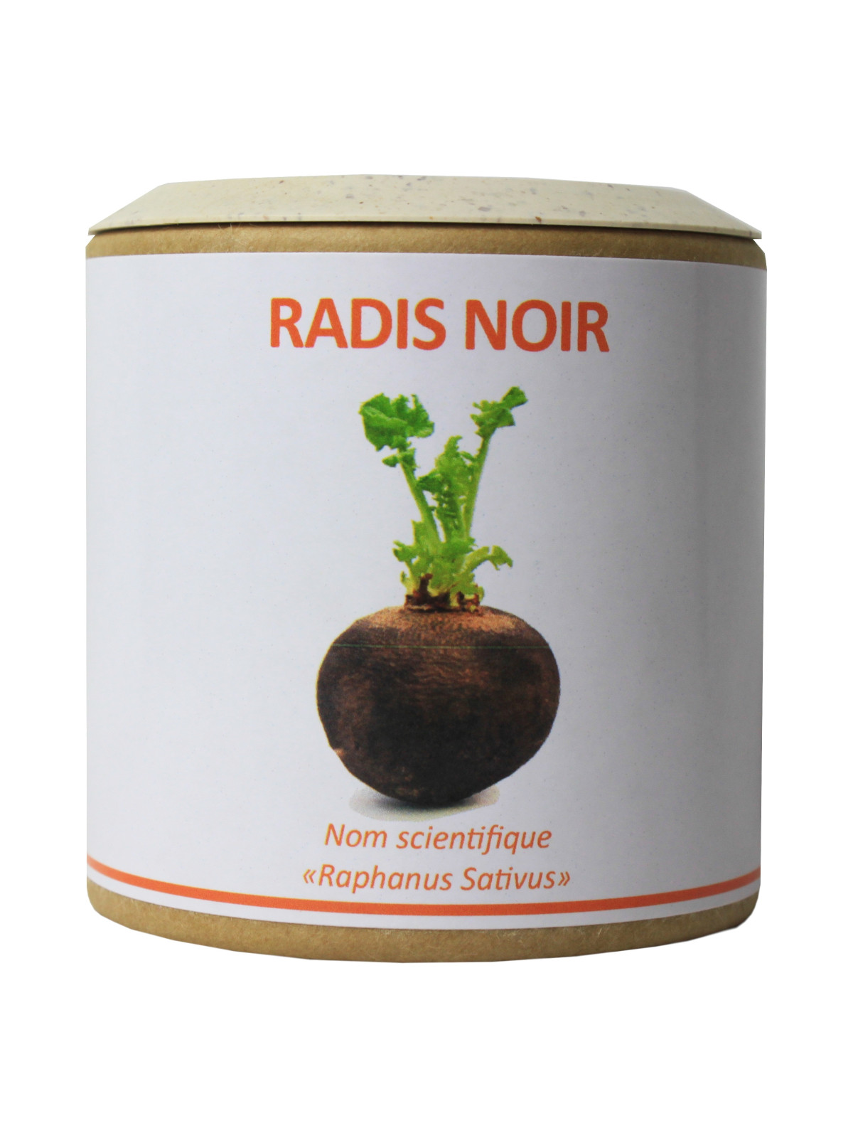 Radis noir