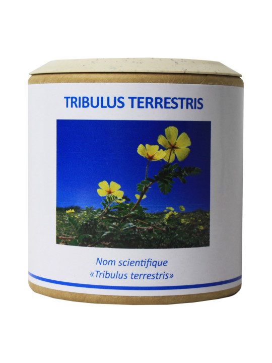 Tribulus terrestris