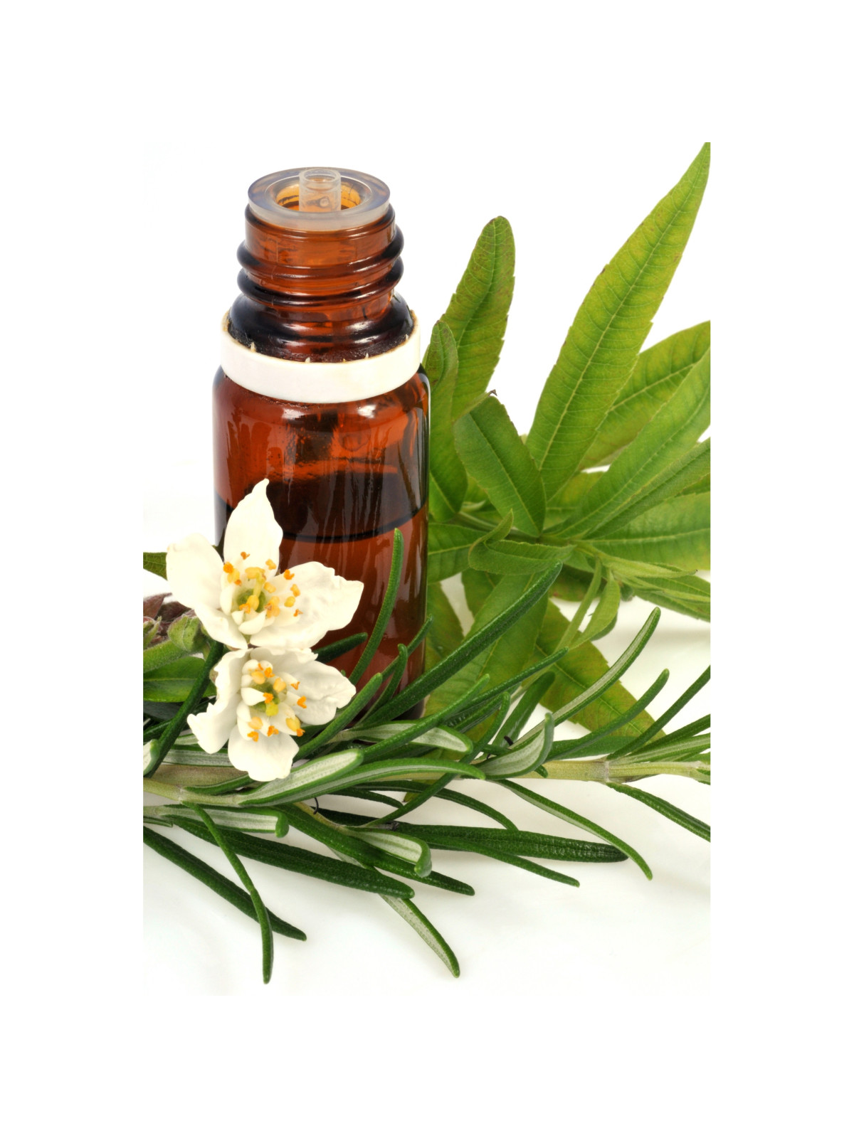 Tea tree Bio